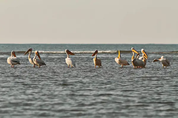 Rebanho de grandes pelicanos em águas rasas — Fotografia de Stock