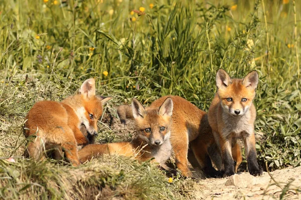 Fiatal vörös róka család — Stock Fotó