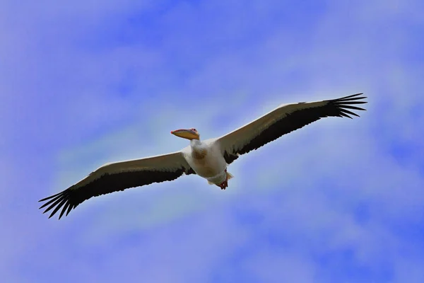 Gran pelícano volando hacia la cámara — Foto de Stock