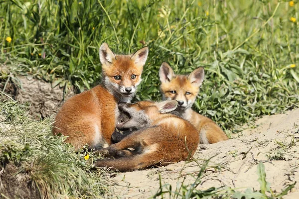 Famiglia di giovani volpi rosse — Foto Stock