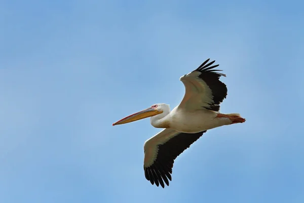 Great white pelican flying over the camera — Stock Photo, Image
