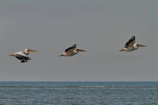 Great pelicans in formation over sea — Stock Photo, Image