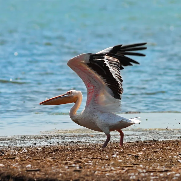 Pelikan różowy, zdejmując z brzegu — Zdjęcie stockowe