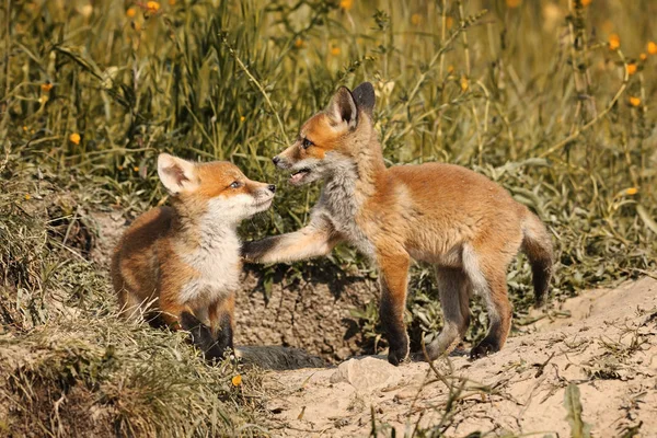 Doğal ortamında oynarken fox kardeşler — Stok fotoğraf