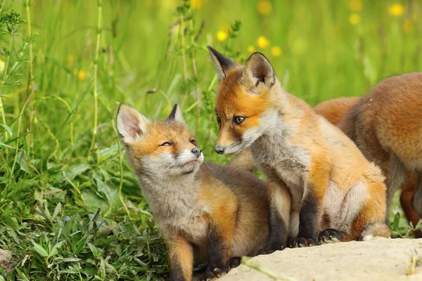 Fox a kölykök természetes élőhely — Stock Fotó