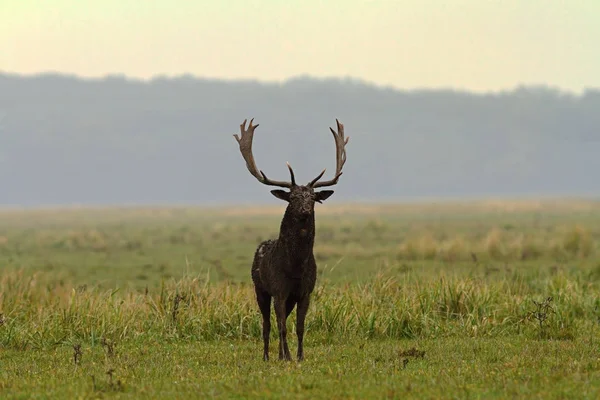 Velké daňci buck na louce — Stock fotografie