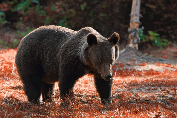 Huge brown bear in the wild — Stock Photo, Image