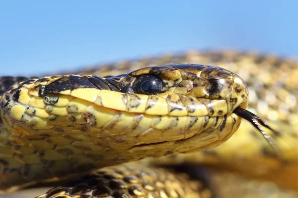 Macro ritratto di serpente maculato — Foto Stock