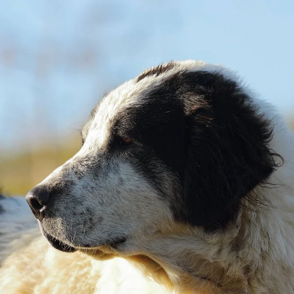 Retrato de perro pastor rumano — Foto de Stock