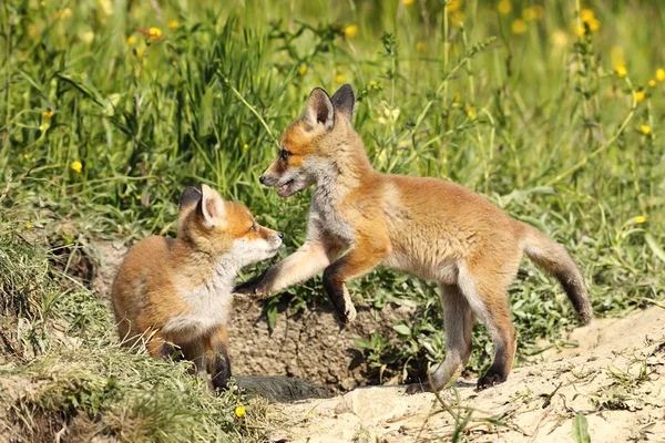 Red fox bratři hrají v zúčtování — Stock fotografie