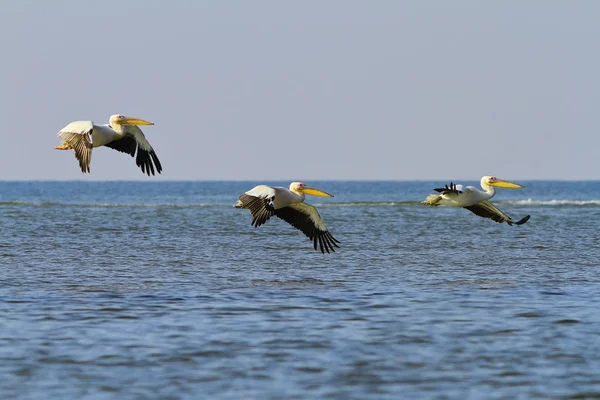 Tre grandi pellicani bianchi che sorvolano il mare — Foto Stock