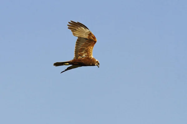 Harrier des marais de l'Ouest à la recherche de proies — Photo