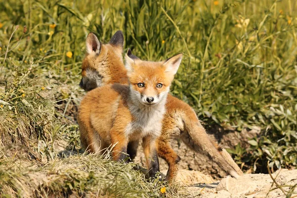 Petit renard roux européen — Photo