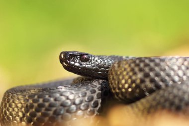 Vipera berus nikolskii closeup
