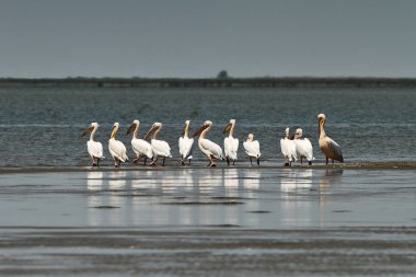 Tuna deltasındaki pelikan sürüsü.