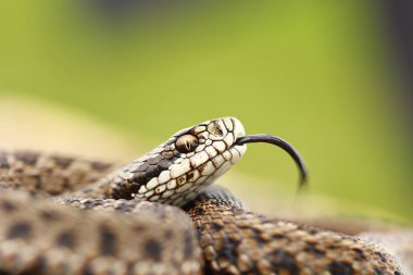 rare meadow viper portrait clipart