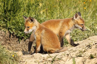 iki Avrasya fox yavrularını doğal ortamlarında