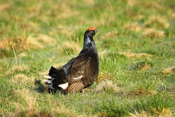 Black grouse rooster in the grass — Stock Photo, Image