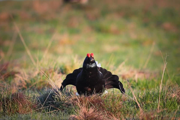 Black grouse displaying in mating season — Stock Photo, Image