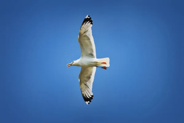Caspian gull over colorful blue sky — Stock Photo, Image