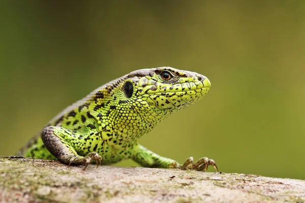 Lagarto de arena curioso en un muñón de madera — Foto de Stock