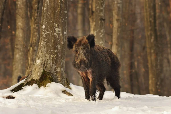 Nieuwsgierig wilde zwijnen in het bos — Stockfoto