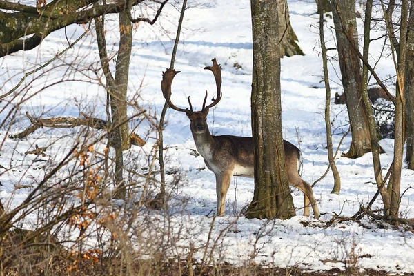 Daňci jelena v přirozeném prostředí — Stock fotografie