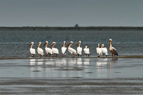 Rebanho de pelicanos no delta do danúbio — Fotografia de Stock