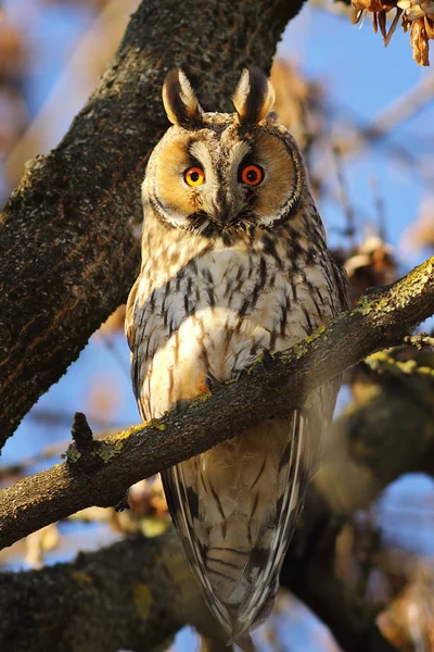 Búho de orejas largas posado en el árbol —  Fotos de Stock