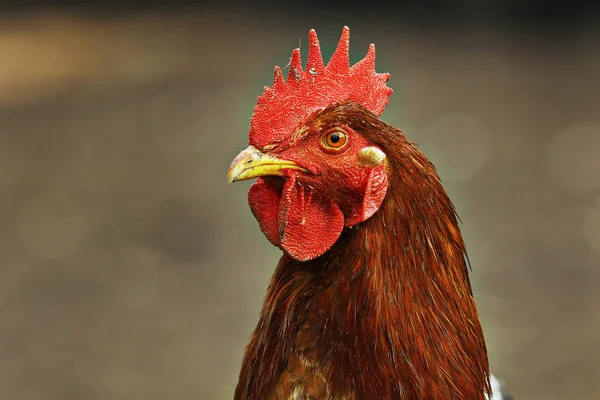 Retrato de galinha colorida — Fotografia de Stock