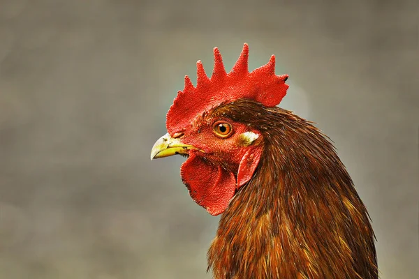 Портрет домашней бежевой курицы — стоковое фото