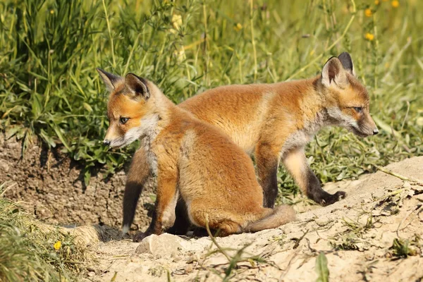 Dois filhotes de raposa eurasiática em habitat natural — Fotografia de Stock