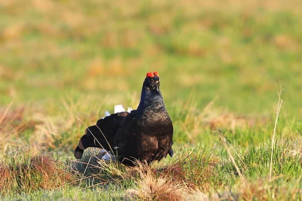 Beautiful black grouse on mountain meadow — Stock Image Beautiful black grouse on mountain meadow Royalty Free Stock Photos