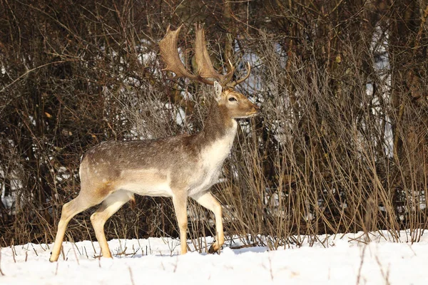 Beautiful fallow deer stag in winter season — Stock Photo, Image