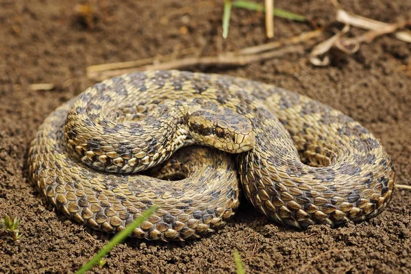 Vipera ursinii rakosiensis 全长图像 — 图库照片