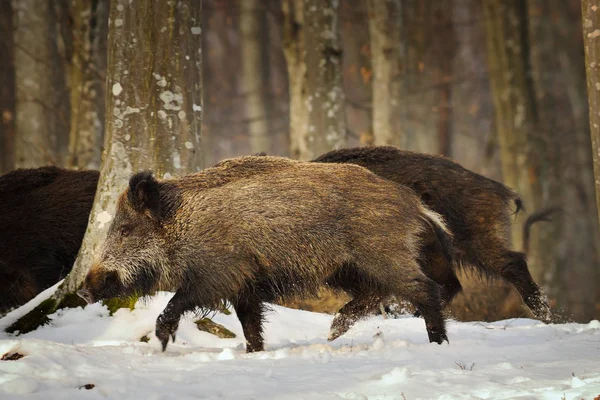 Wild boar running in the forest — Stock Photo, Image