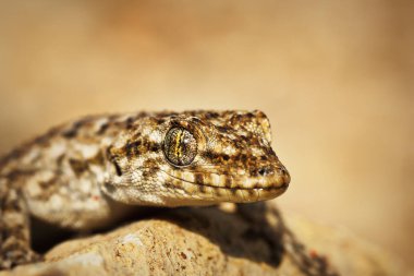Kotschy'nın çıplak parmaklı Gecko, portre