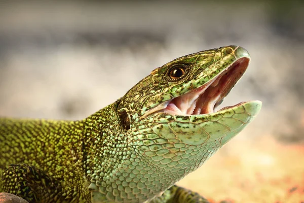 European green lizard trying to bitei — Stock Photo, Image