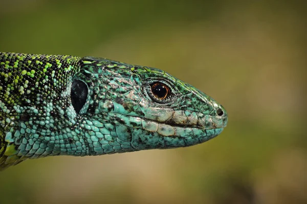 Green lizard closeup of head — Stock Photo, Image