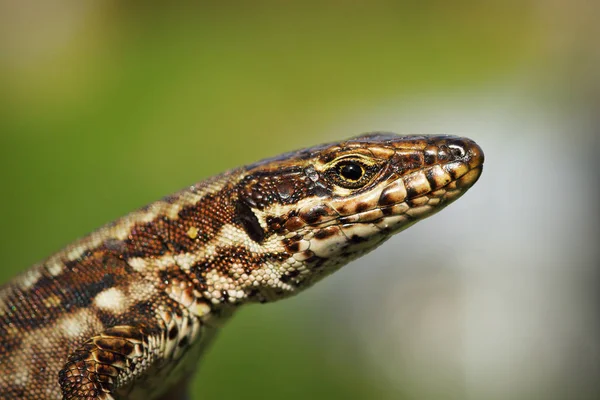 Macro portrait de lézard mural commun — Photo