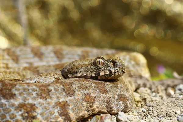 Milos blunt nosed viper, portrait — Stock Photo, Image