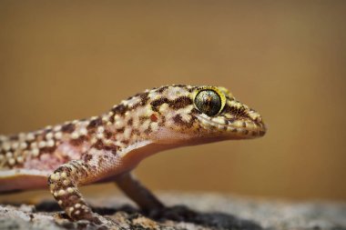 Türk gecko yakın çekim