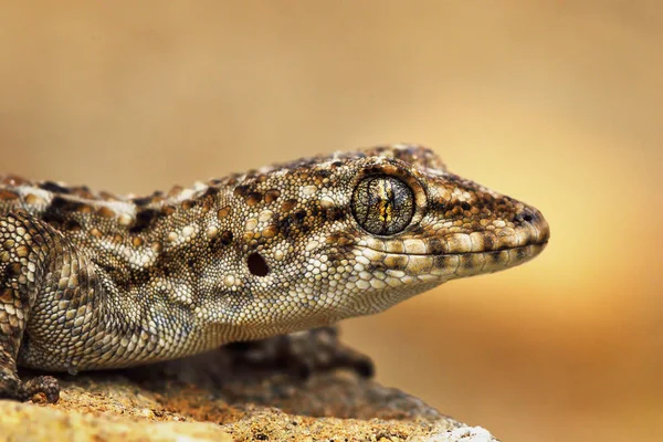 トルコの gecko マクロ ポートレート — ストック写真