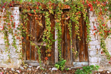 Terk edilmiş evin girişini kaplayan soluk sarmaşık