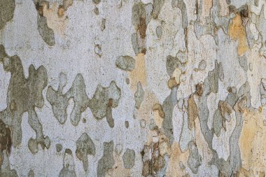 Londra düzlemi kabuk dokusu (Platanus acerifolia) doğu düzlemi ile Amerikan çınarı arasında bir melezdir.