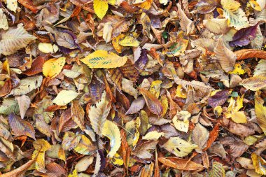 Sonbahar yapraklarının dokulu görüntüsü, düşüşün doğal görüntüsü.