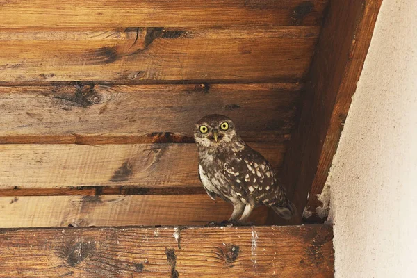 都市環境の中でアテネ ノクトゥア カメラを見て好奇心の小さなフクロウ — ストック写真