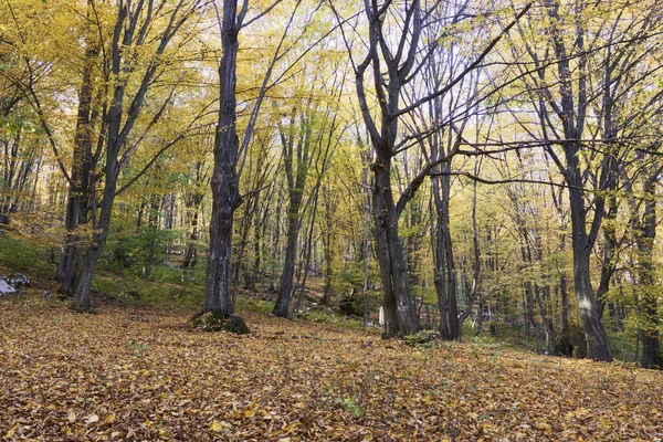 Φθινοπωρινά Χρώματα Στο Δάσος Οκτώβριος Apuseni Βουνά — Φωτογραφία Αρχείου