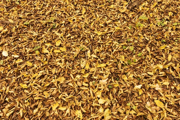 Podzimní Textura Vybledlých Listů Parku — Stock fotografie