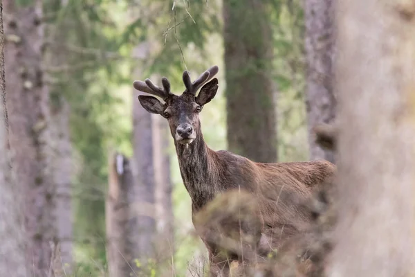 Carino Curioso Cervo Rosso Selvatico Cervus Elaphus — Foto Stock